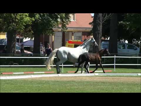 Hengstfohlen v. Dance Star AT 2013