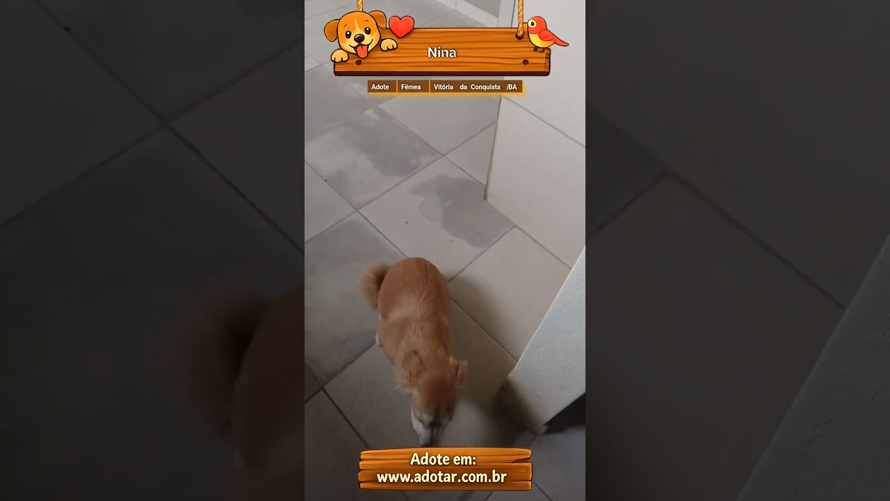 Cachorro raça SRD-ViraLata idade 2 a 6 meses nome Nina