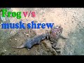 Frog eaten alive by musk shrew (Chachundar)