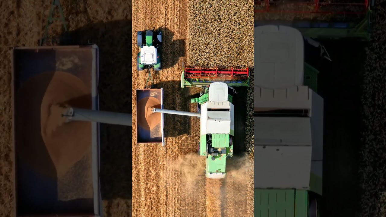 TEKİRDAĞ'DA HARMAN ZAMANI