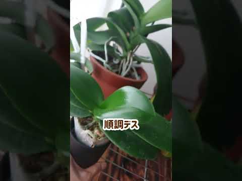 蘭を活性化させるアジアの秘訣は何でしょうか？永遠に開花する極東の魔法  庭園