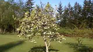 preview picture of video 'The fruit trees in my front yard in Poulsbo, WA.'