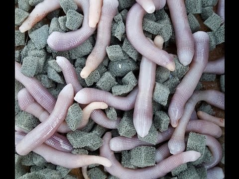 Lyambliya di un fegato di adulti Chiocciole con un parassita
