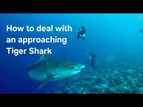 Ideal Freediving with Tiger Sharks Encounter | Fuvahmulah Maldives