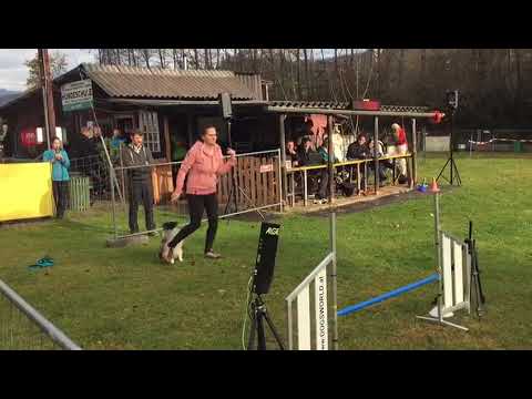 Bacardi - Halloweenturnier 2018 Trofaiach - clean run, 1. place