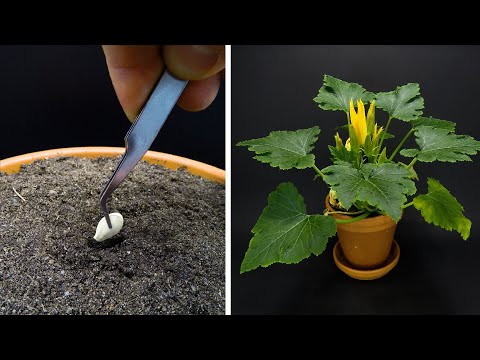 Growing Zucchini Time Lapse - Seed To Fruit in 78 Days