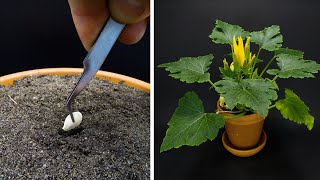 Growing Zucchini Time Lapse - Seed To Fruit in 78 Days