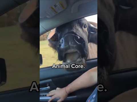 Animal Core.