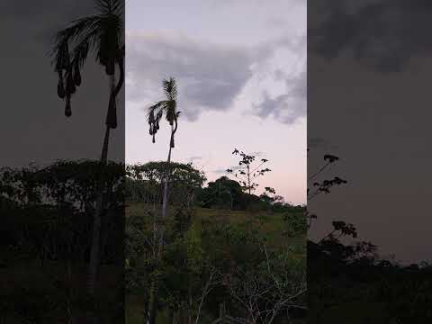 Uribe (Meta). Llanos Orientales. Hermoso Atardecer llanero. m.@.@🦇