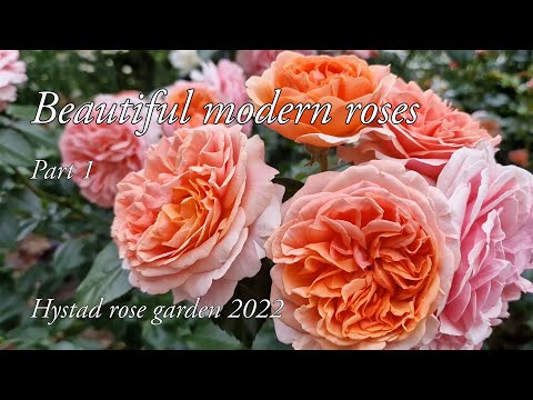 Beautiful modern roses. Part 1. Hystad rose garden 2022.