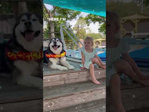 Toddler Howls with Giant Malamute #shorts