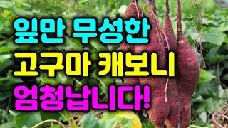 고구마 농사 실패한 듯 / 웃자란 꿀 고구마수확시기 / 베니하루카