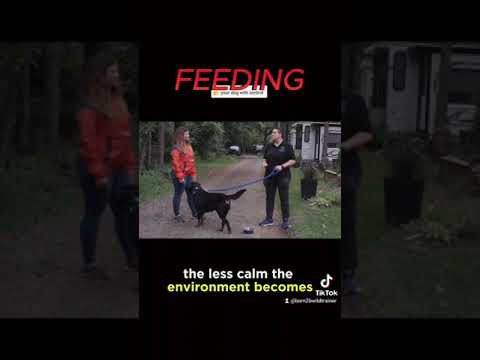 Born2BWild.ca Canine Behaviourist Toronto video.