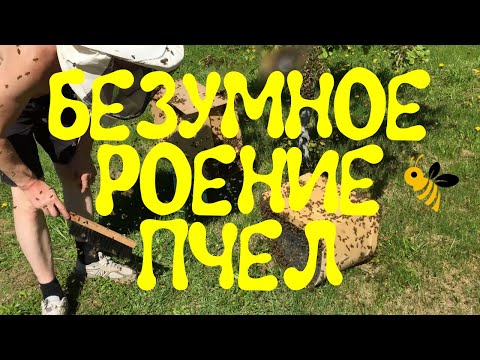 фото пчелиный подмор, 2 порции  0