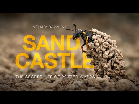 Sandcastle - The Secret Life Of Potter Wasps