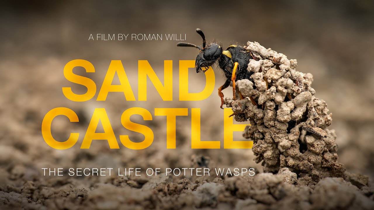 Sandcastle - The Secret Life Of Potter Wasps (Trailer)