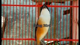 Download lagu Cendet  MIYIK, LELET, BISU Dijamin Langsung GACOR dan EMOSI dengan suara CENDET Ini mp3