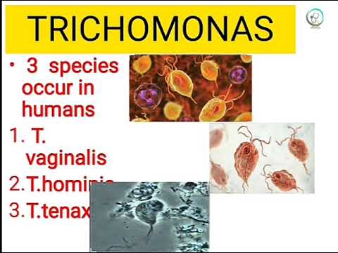 Platyhelminthes turbellaria példák