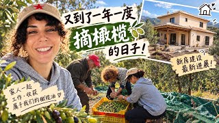 又到了一年一度摘橄榄的日子！意大利新家的最新进展