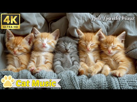 24 Hour Relaxation Lullaby | LONGEST EVER Music for Cats! Anti Anxiety Music for Cats