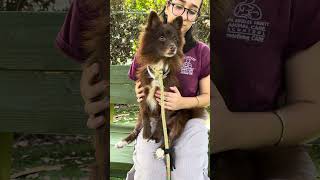 Video preview image #1 Pomeranian Puppy For Sale in Pasadena, CA, USA