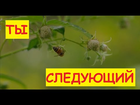 КОГДА ЕЁ НЕ СТАНЕТ - НЕ СТАНЕТ И ТЕБЯ. гибель пчёл, почему исчезают пчёлы