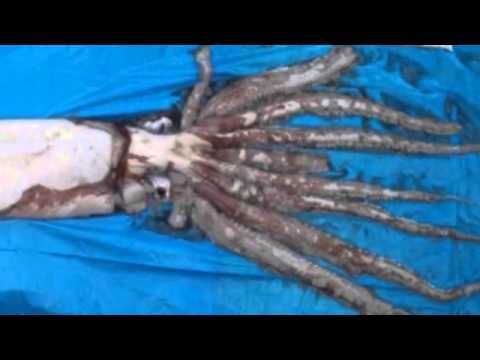 Giant squid caught off Japanese coast 14/1/2014