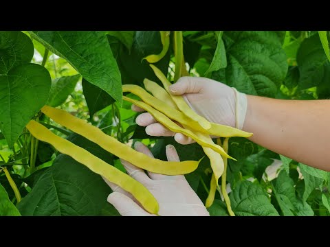 Green beans have a leaf, but no flower or fruit - how to get a bountiful harvest??