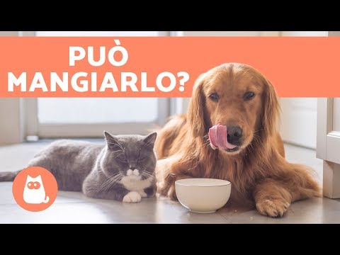 Un intervento chirurgico di sostituzione del ginocchio 6 anni, la temperatura e dolori articolari
