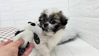 ハーフ犬の動画01