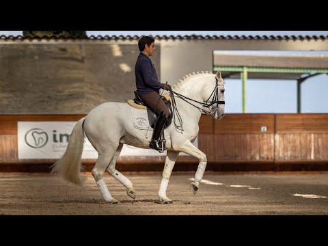 **SOLD** 13YO Grand Prix Piro Free Lusitano - recommended breeding stallion (REF#817)