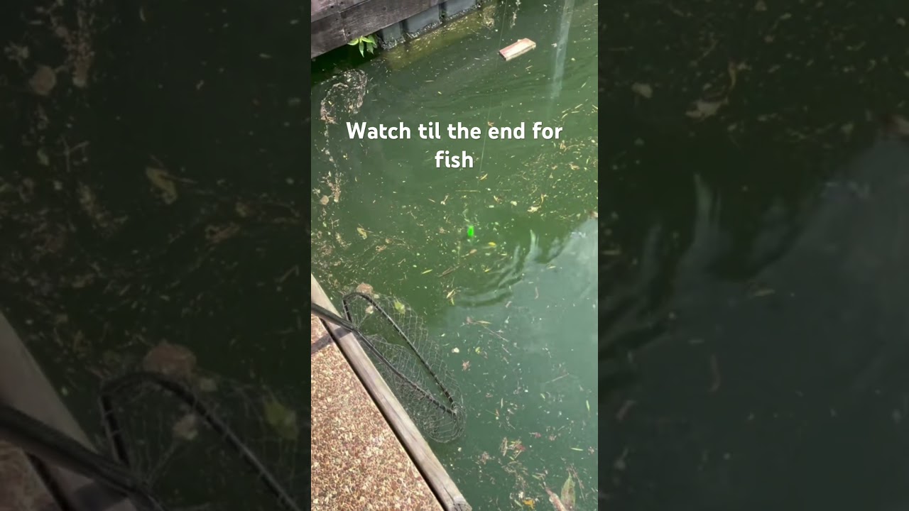 Beginner catches huge Bass! #bigfishvideos #fishing