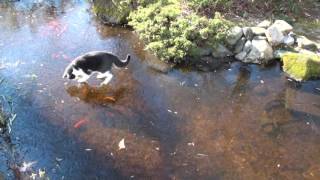 Cat chases goldfish under ice