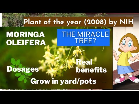 , title : 'Moringa | why is it called a miracle tree | top 7 benefits | grow in your yard | Usage recommedation'