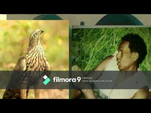 QASIIDO SHEKH  CUMAR YUUSUF Saakinal cobol