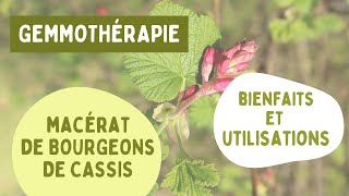 LE MACÉRAT DE BOURGEONS DE CASSIS : BIENFAITS ET UTILISATIONS EN GEMMOTHÉRAPIE 🌱