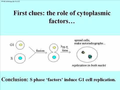 343 Cell Cycle Control at Check Points and the Go "Phase"