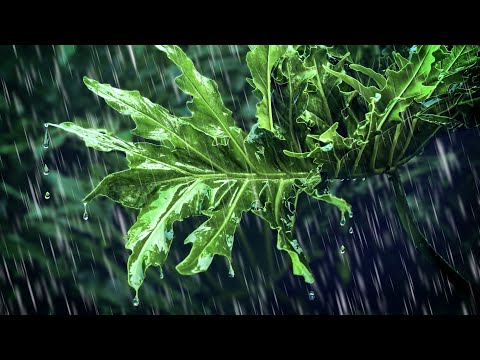 Rain Sounds for Sleeping Deep in the Rainforest | Relaxing Rain Noise
