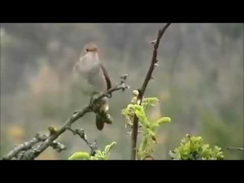 Bülbül Sesi Muhteşem (Doğadan)