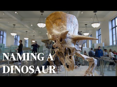 Who Gets to Choose Dinosaur Names?