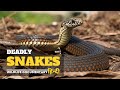 Deadly Snakes - Australia, हिन्दी डॉक्यूमेंट्री | Wildlife documentary in Hindi