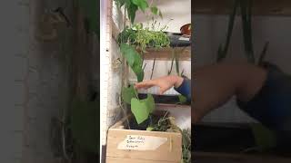Can You Grow Green Beans Indoors?