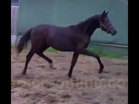 SOLD 2016 Hannoverian filly by MILLENIUM for sale www.sporthorses-online.com