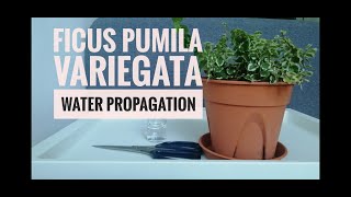 How to Propagate Ficus Pumila Variegata in Water