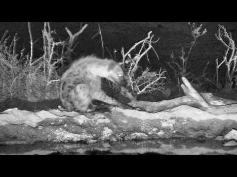 Djuma: Lone Hyena gets a drink and checks area around the pan - 04:17 - 10/02/18