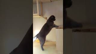 Chinchilla fighting with cats 2