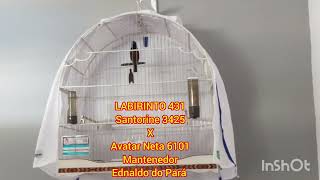 LABIRINTO 431 