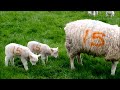SHEEP POOPS ON LAMBS HEAD