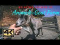 4k Peaceful Goat Farm Enjoy The Relaxing Atmosphere Of The Animals Animal Farm With Young Goats
