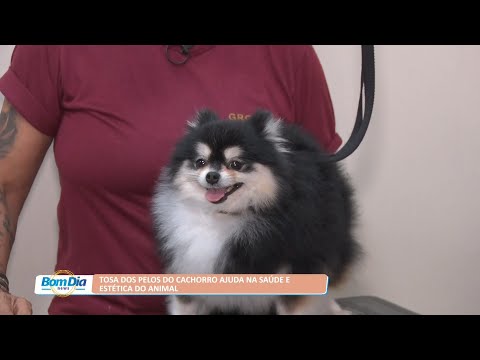 Tosa dos pelos do cachorro ajuda na saúde e estética do animal 29 03 2022